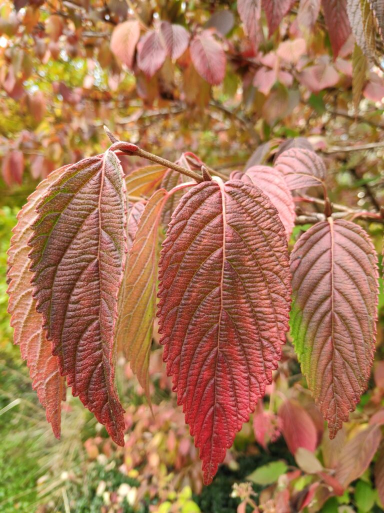 Herbstblatt Stilecht Erding